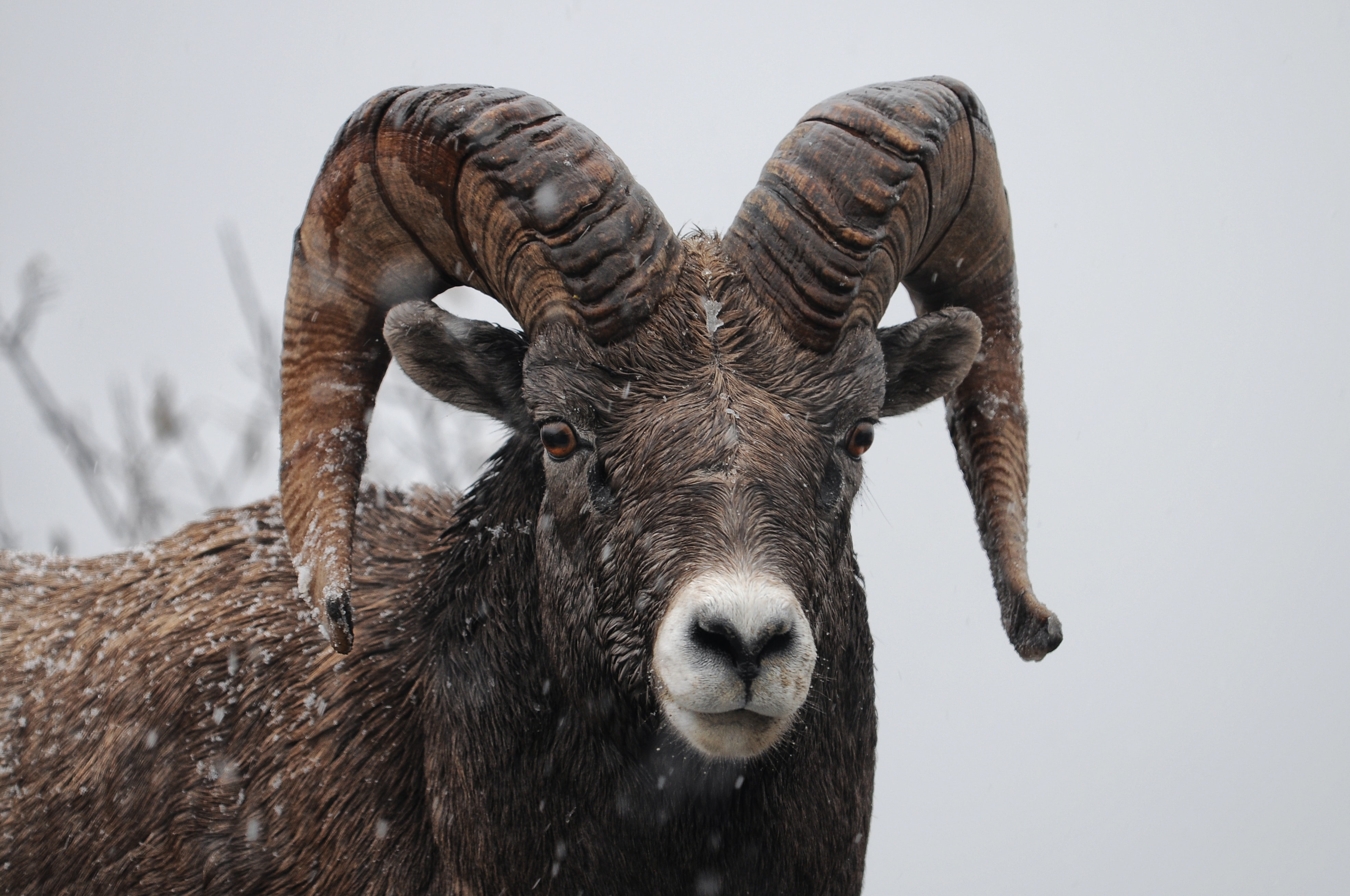 ram in snow