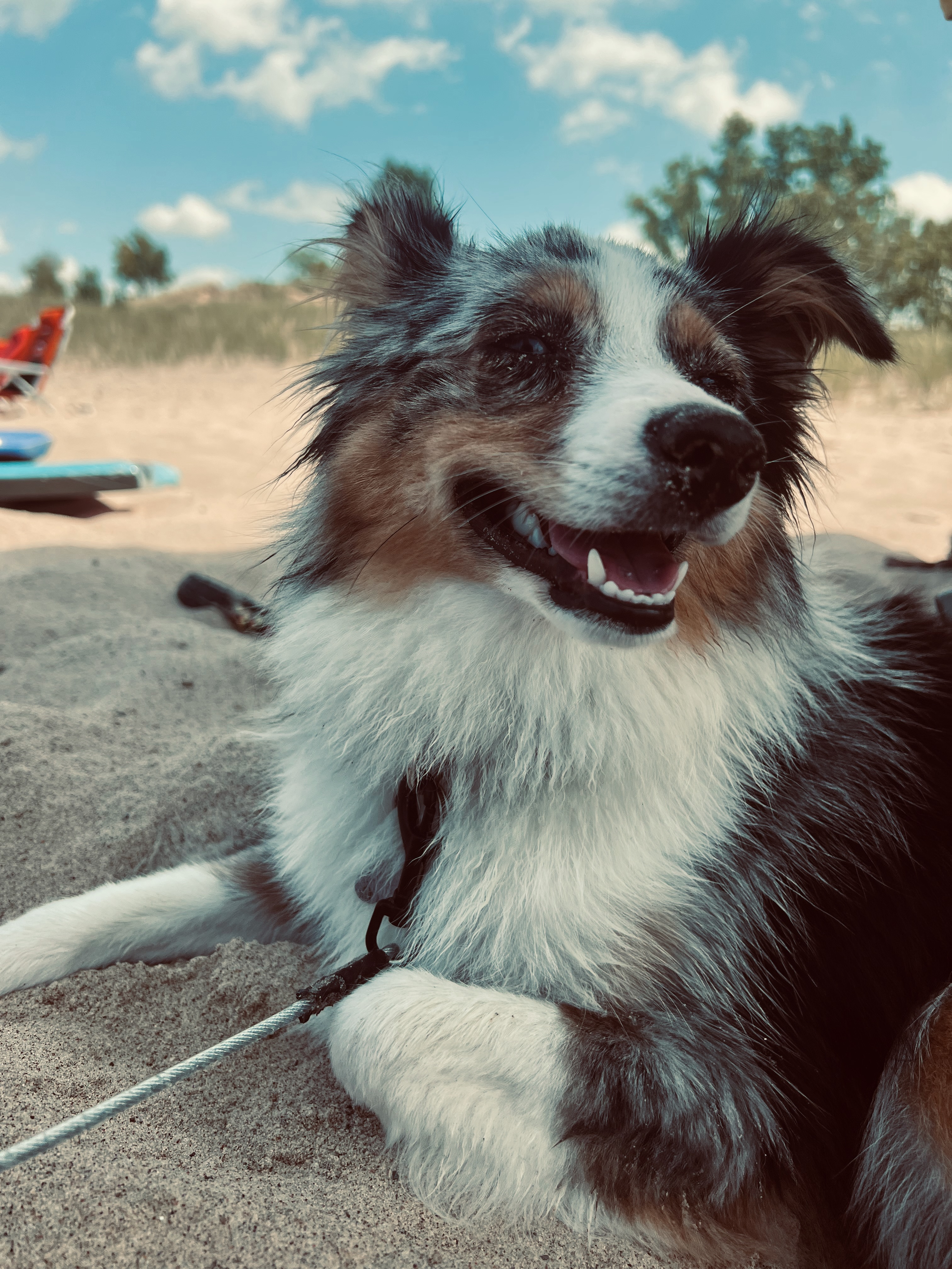 Australian Shepard Dog