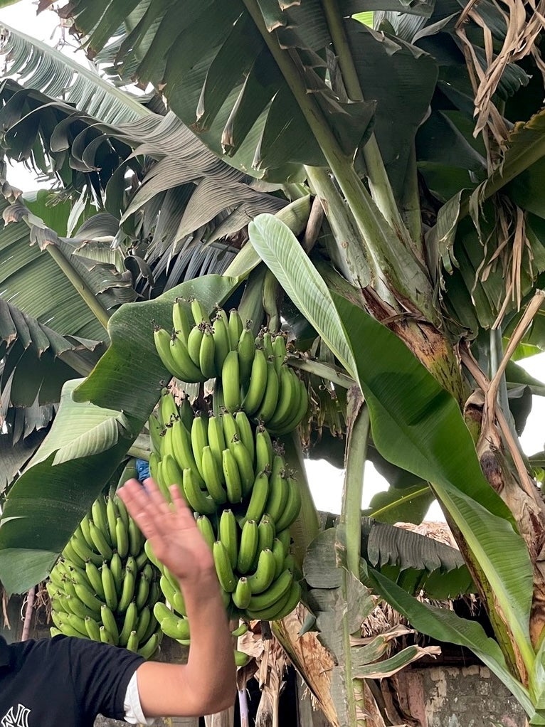 cairo bananas on tree