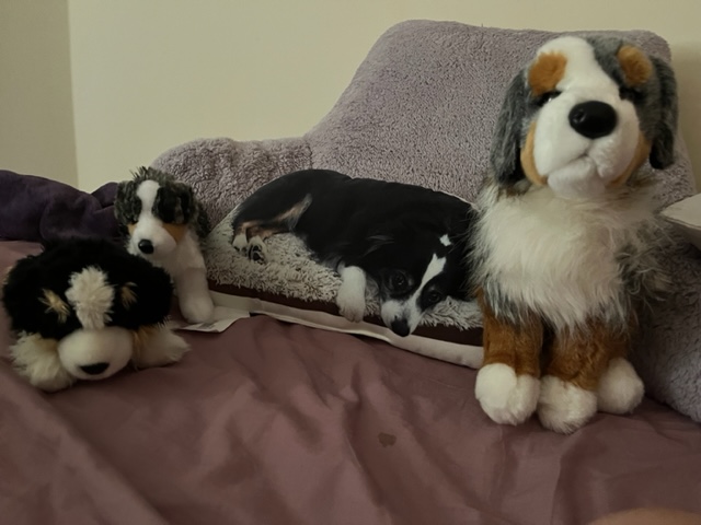 The items I have in my dorm that remind me of my dog