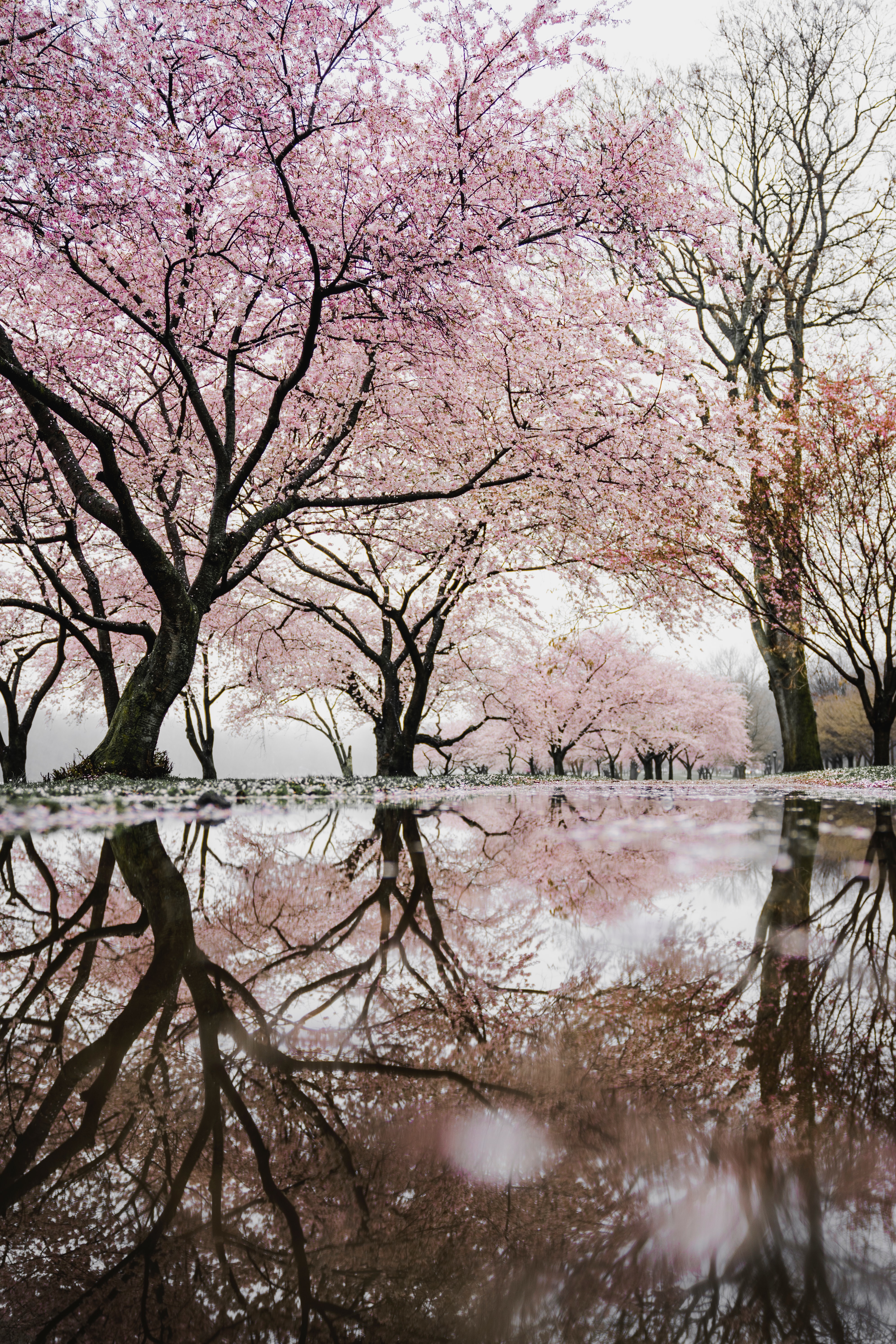 Big cherry blossoms reflected in the water