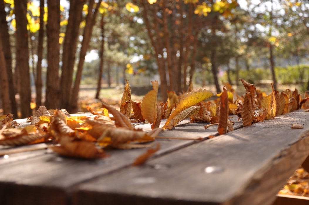 fall leaves on table