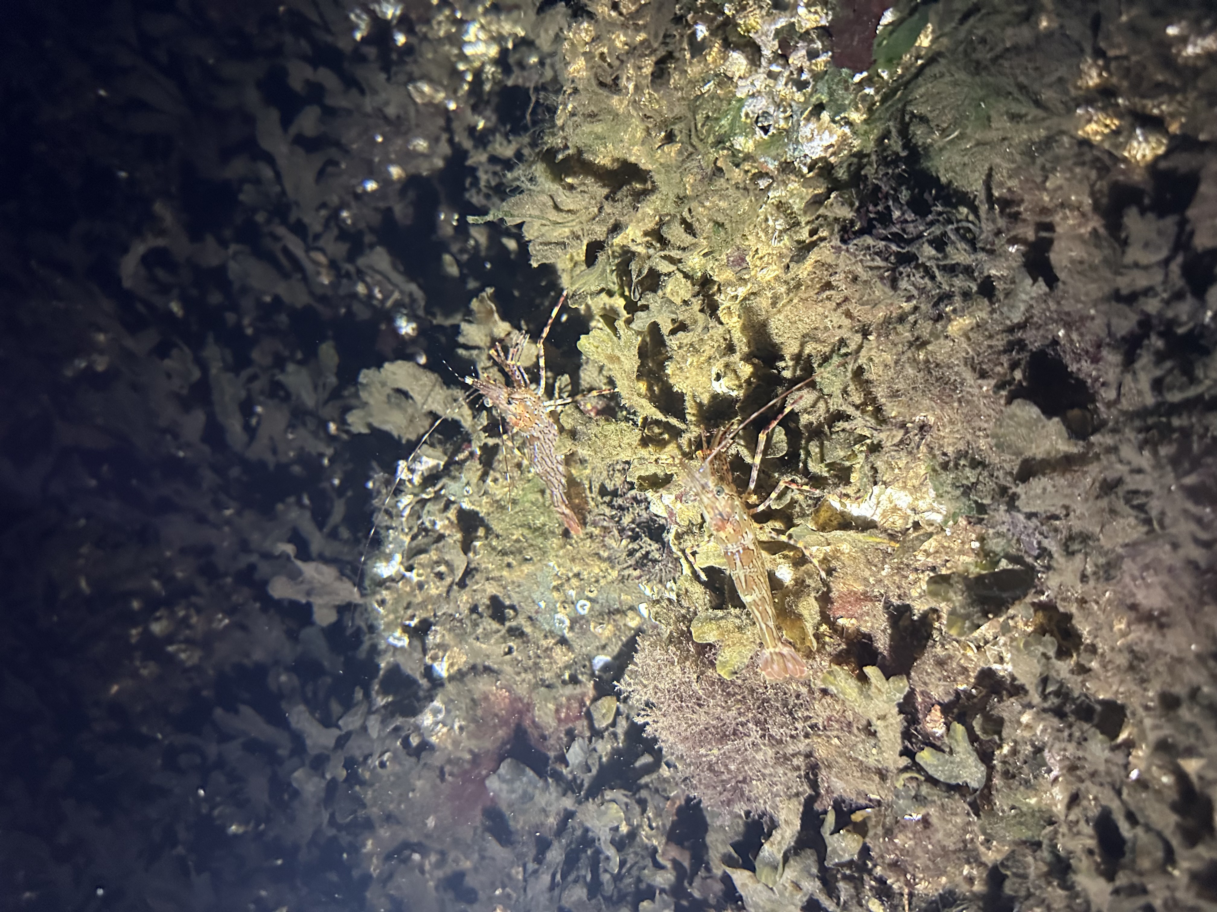 Algae in tidepool