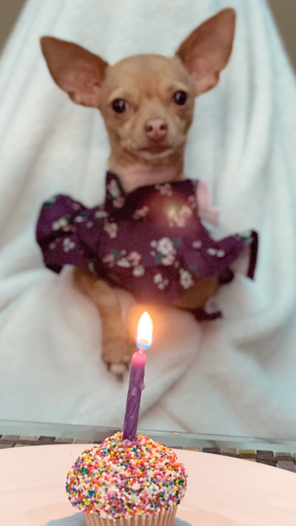 Birthday Celebration of my dog