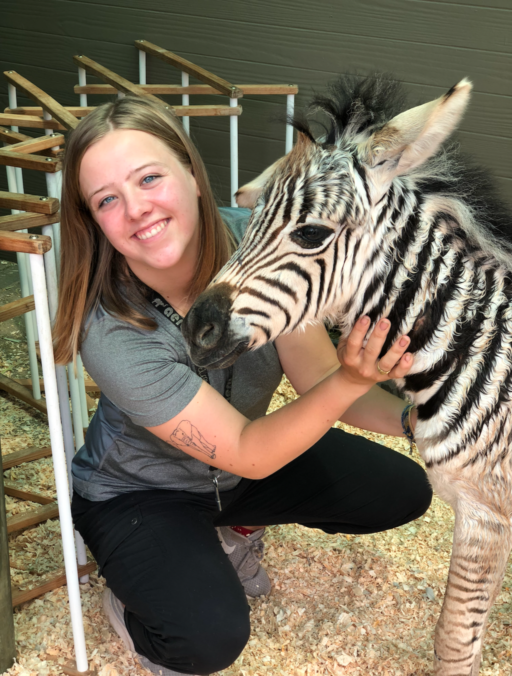 girl holding baby zebra.