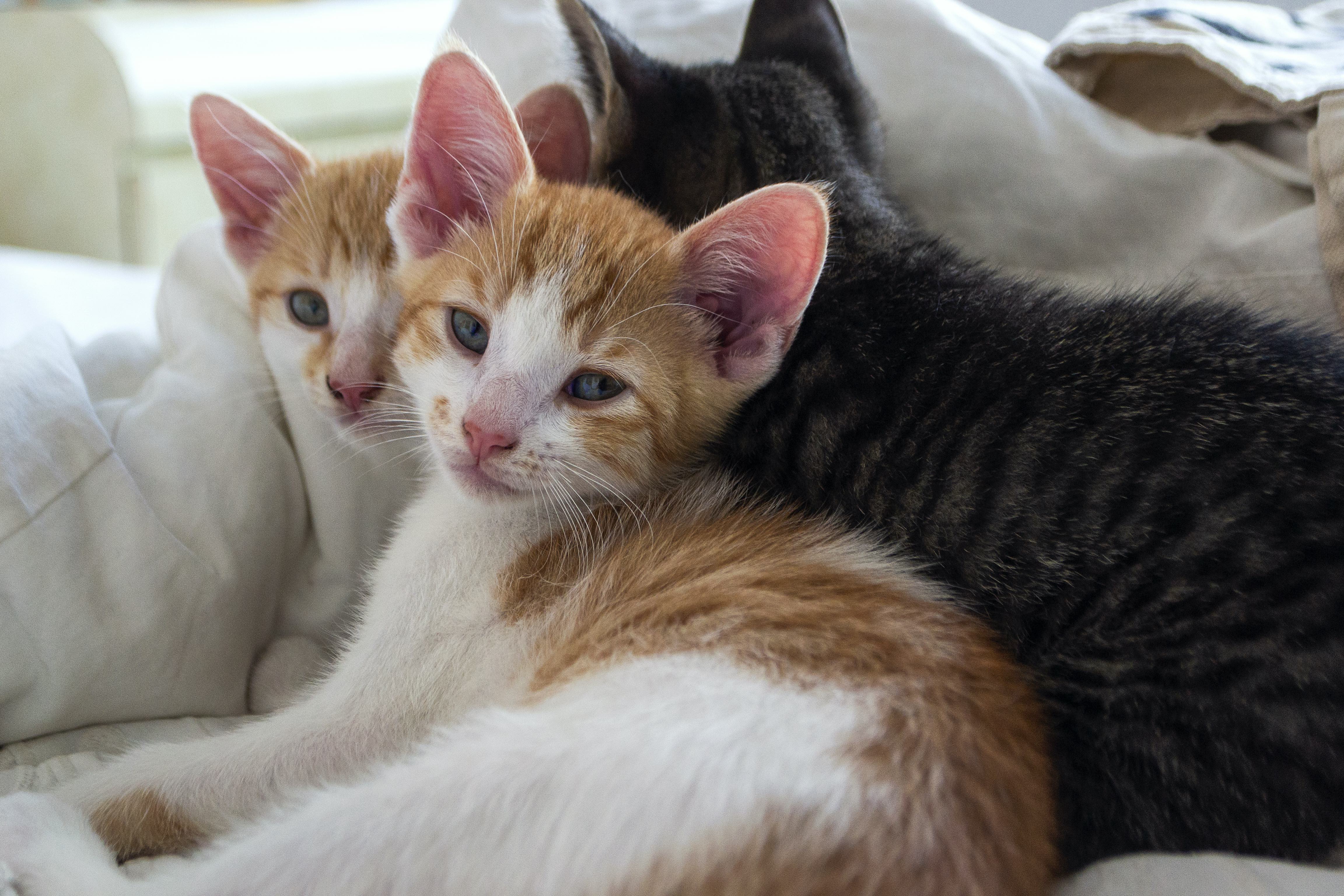 zee foster kittensjpg by Michaela Zee?width=698&height=466&fit=crop&auto=webp&dpr=4