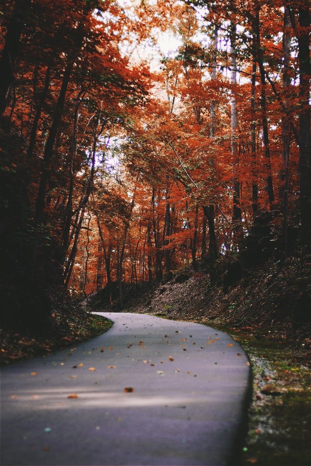 a tree lined road
