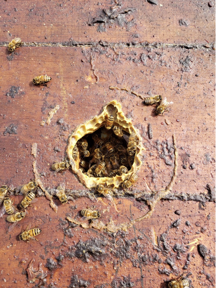 Pink beehive and bees wandering in and out