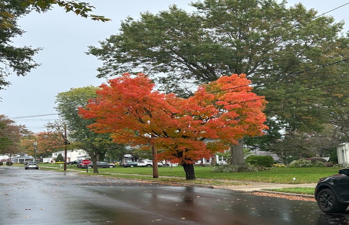 Tree with fall foliage in the shape of a heart.