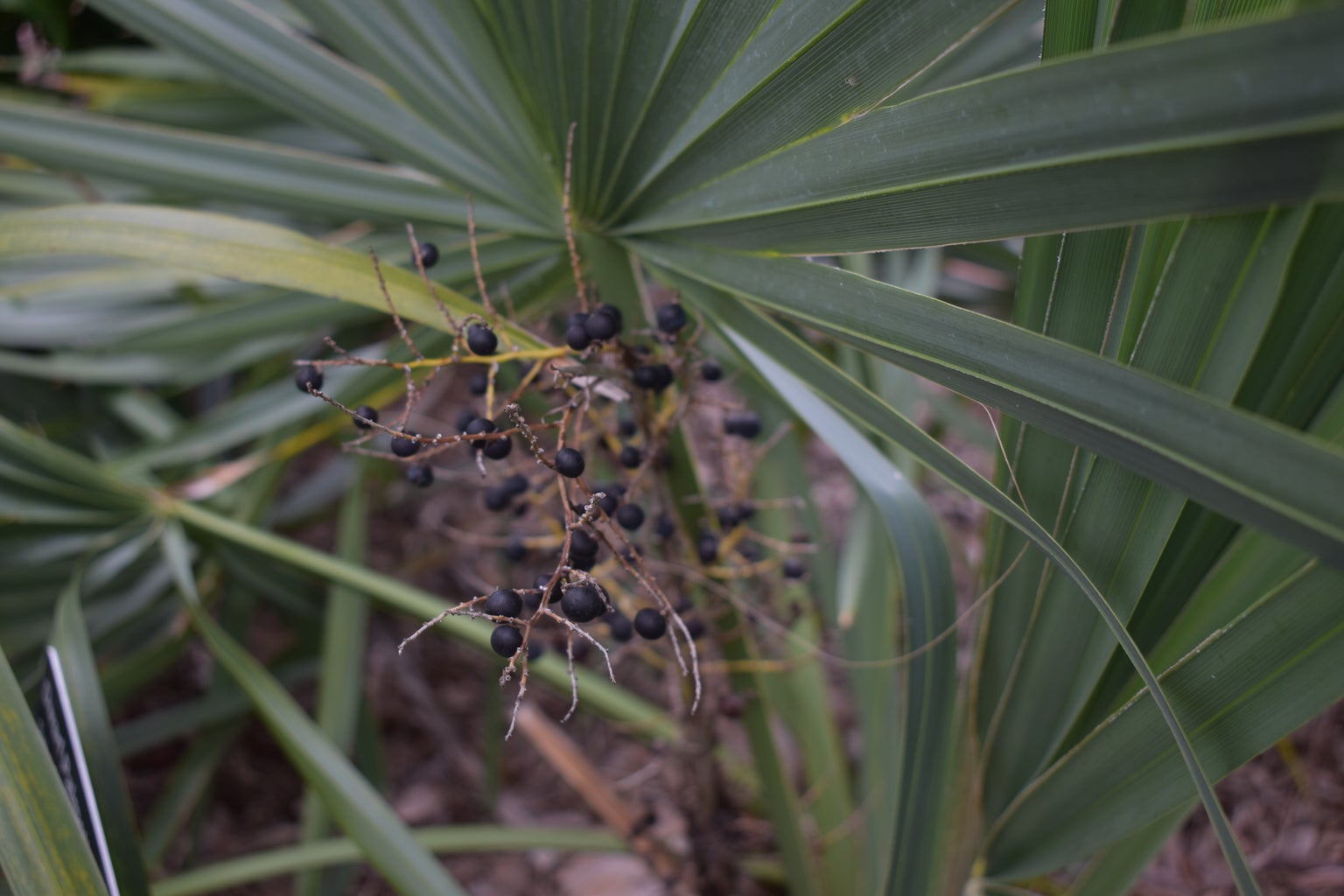 Sabal minor (Dwarf Palmetto), Fruit Detail and Frond