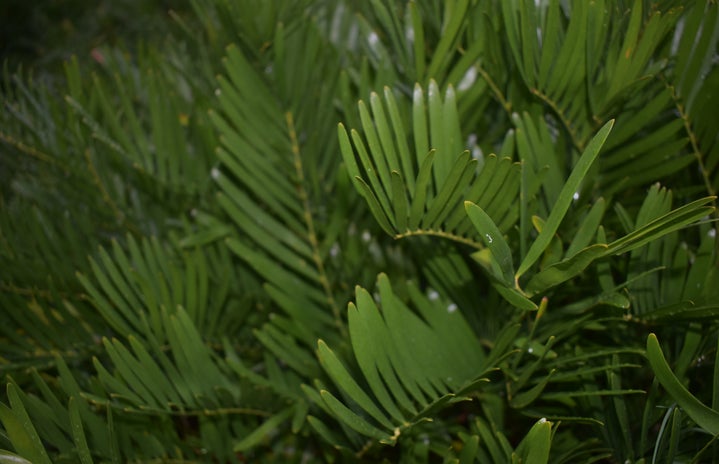 Zamia integrifolia (Coontie Palm), Frond Detail