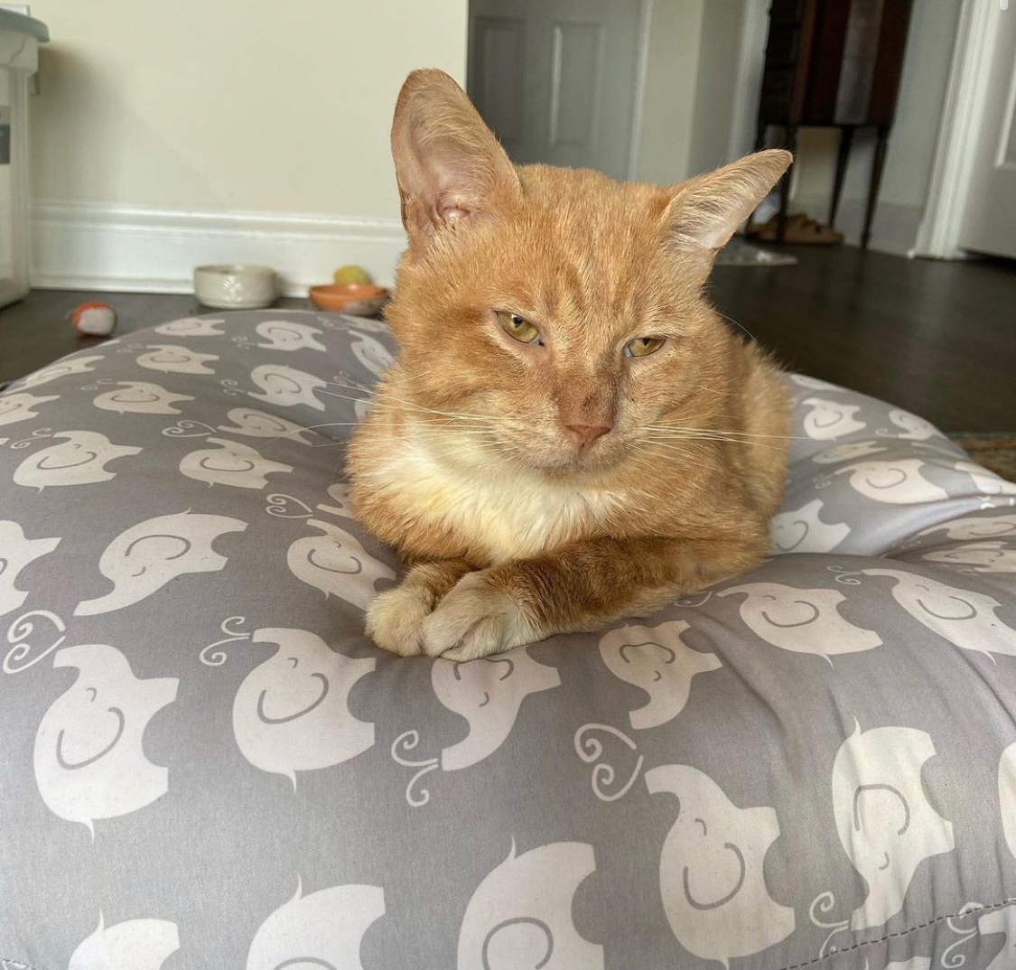 Challenged Accepted Cat (Chuckie)