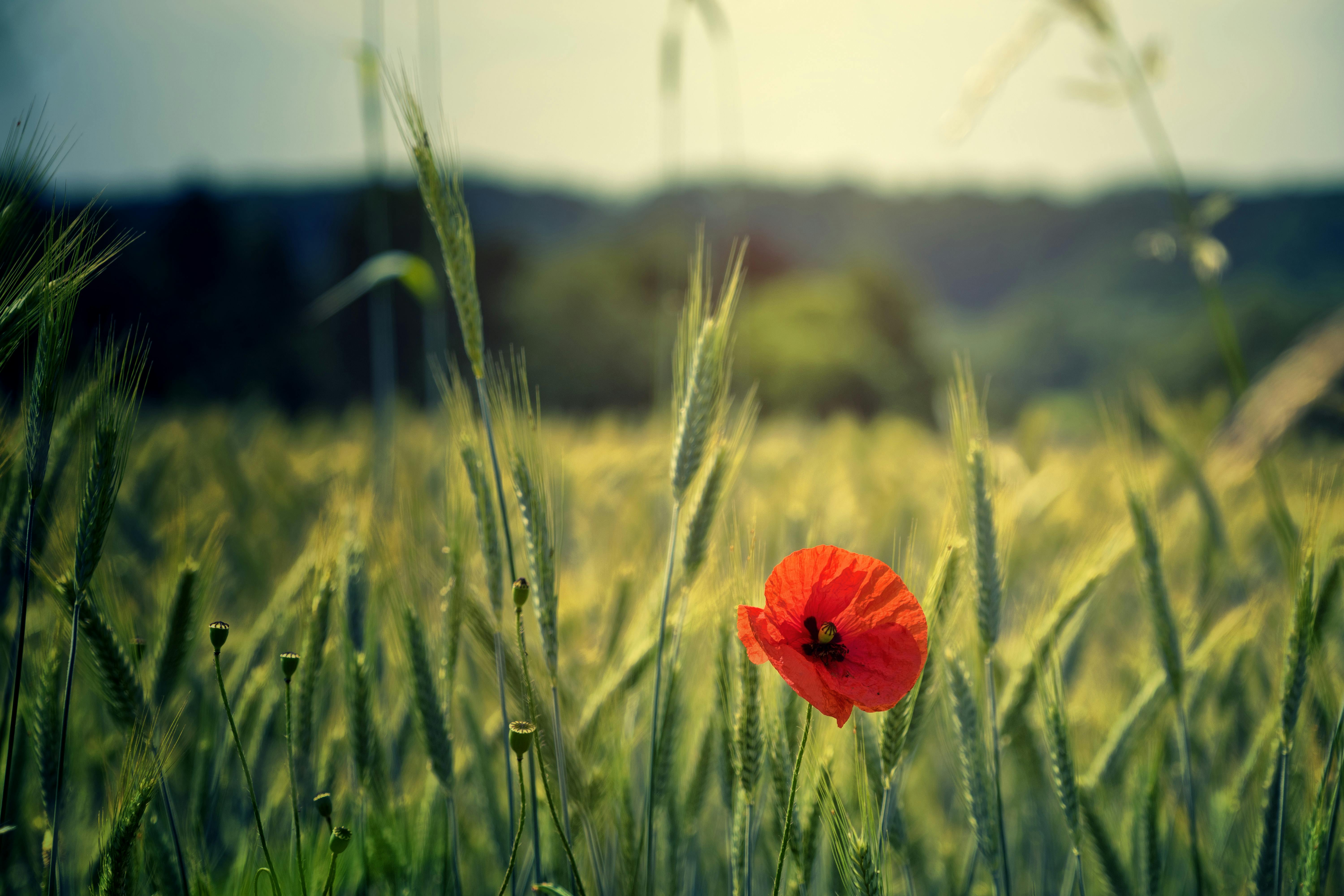 poppyjpg by Johannes Plenio?width=698&height=466&fit=crop&auto=webp&dpr=4