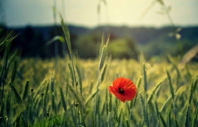 red poppy in a green field