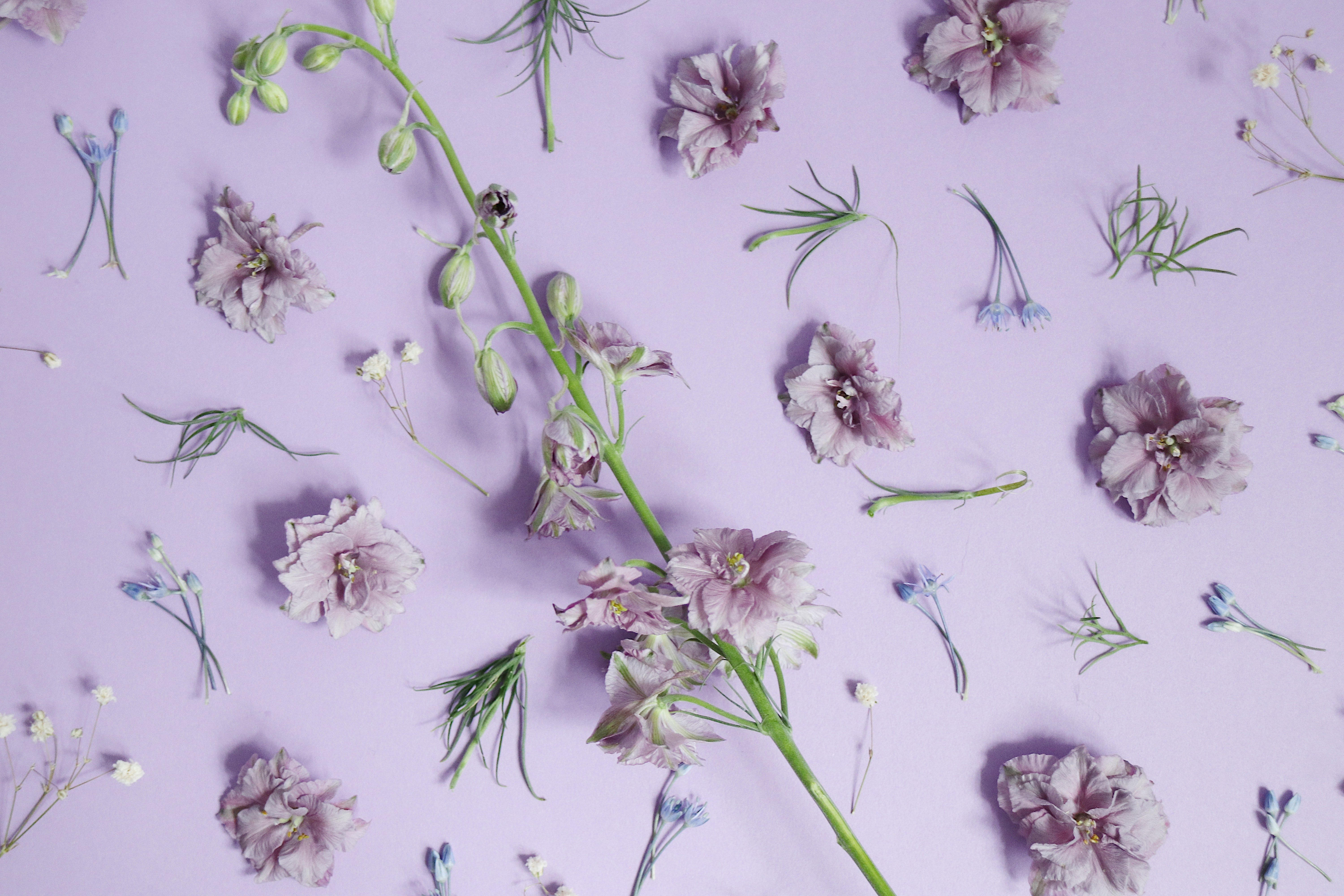 violet flowers on purple backdrop