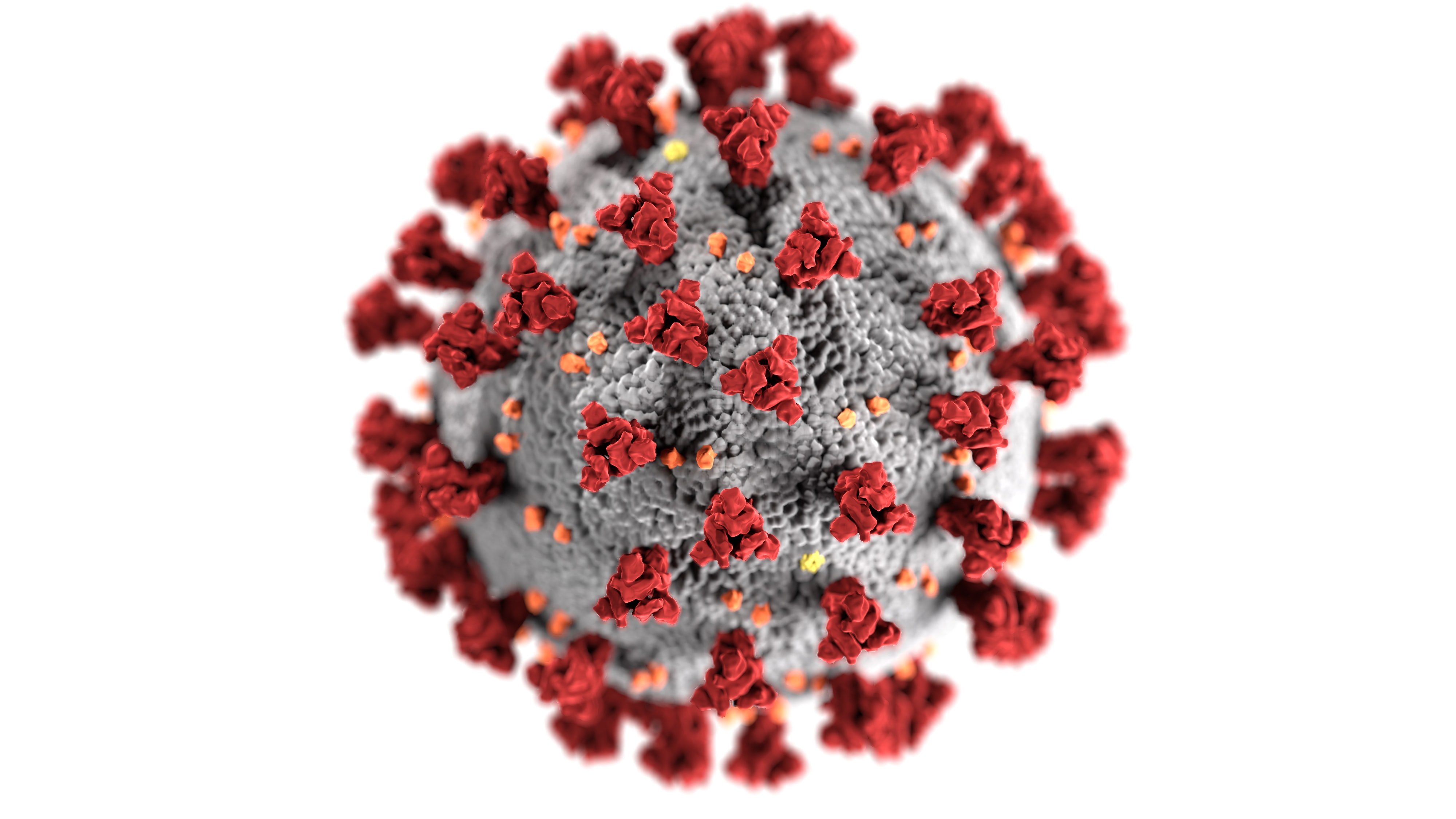 microscopic image of the coronavirus