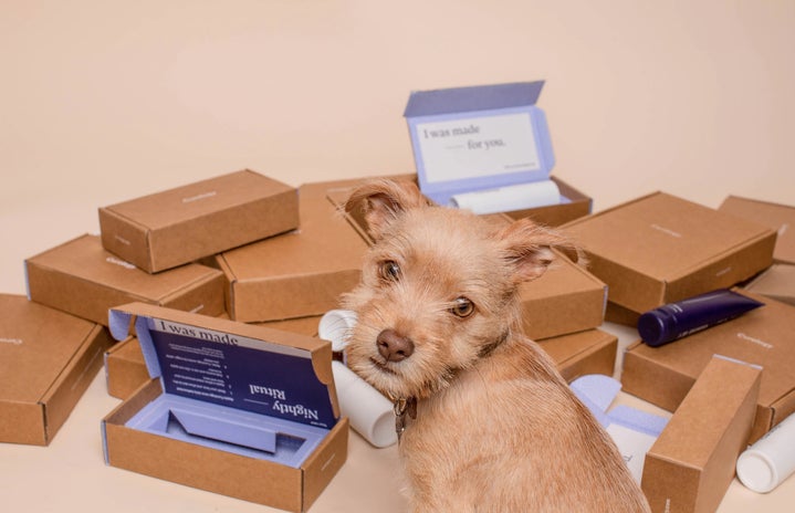 dog with curology boxes