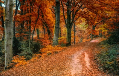 brown and orange trees on a path