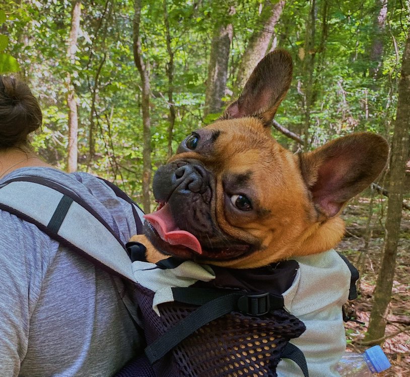 cooper the bulldogjpegjpg by Dahlia Bagheri