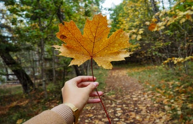 person holding a maple leaf