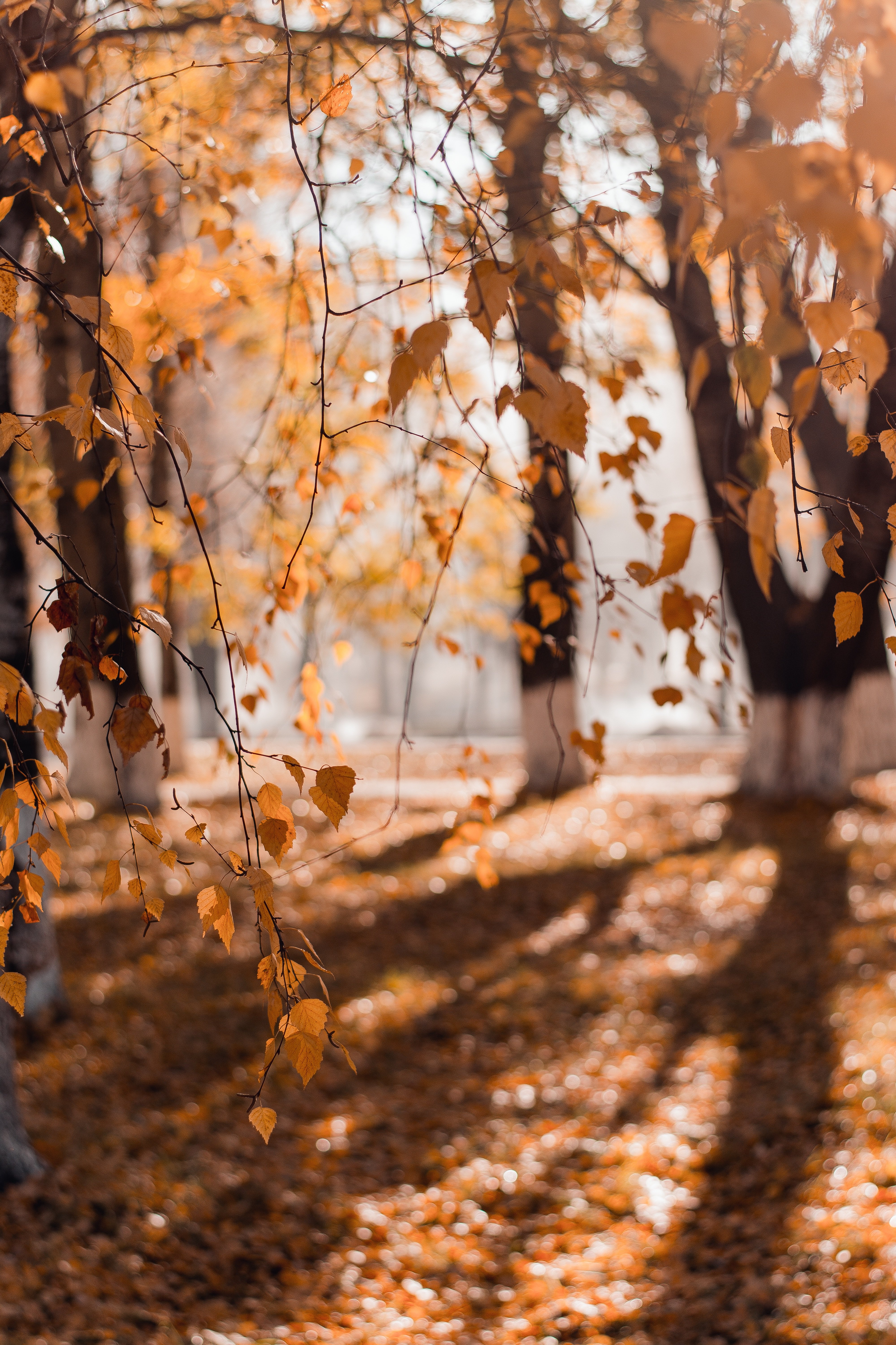 Tree with leaves turning brown