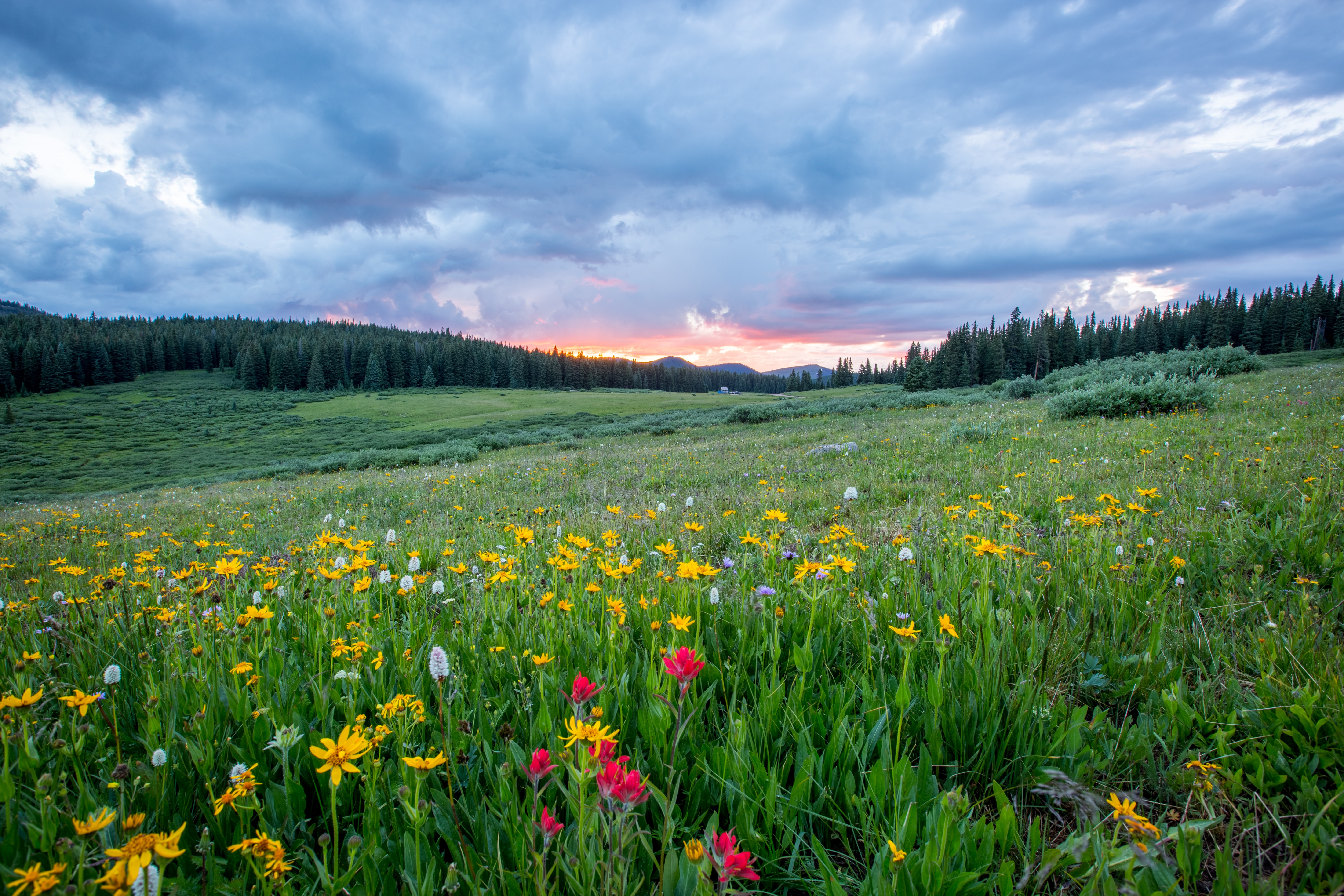A grassy field with yellow and red flowers
