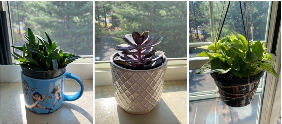 Picture of the plants from my dorm room