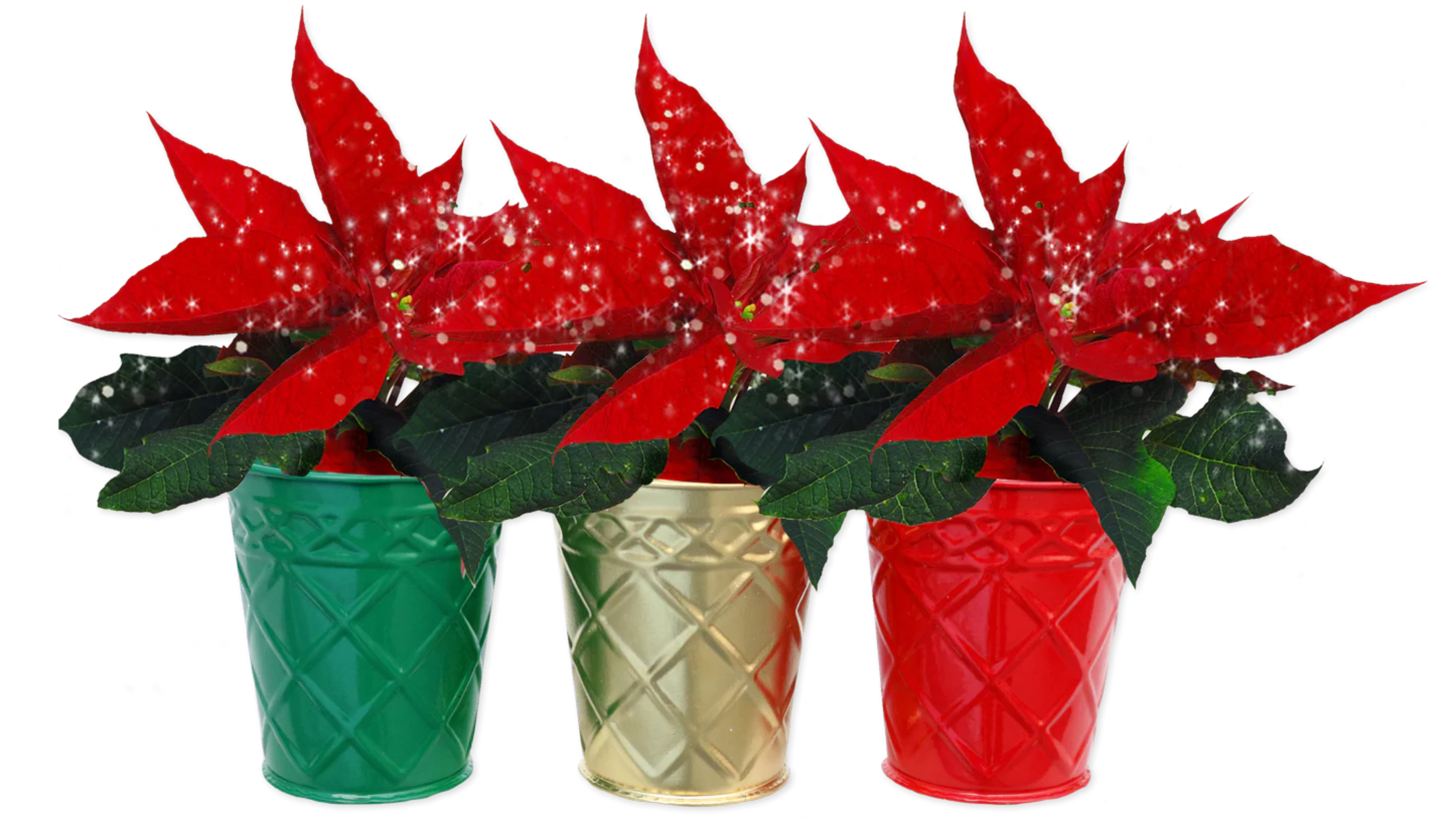 trader joe\'s holiday gifts 2024