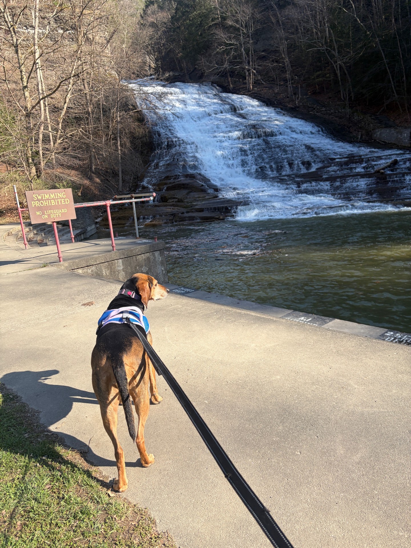 My dog Maisey taking in the view at Buttermilk Falls!