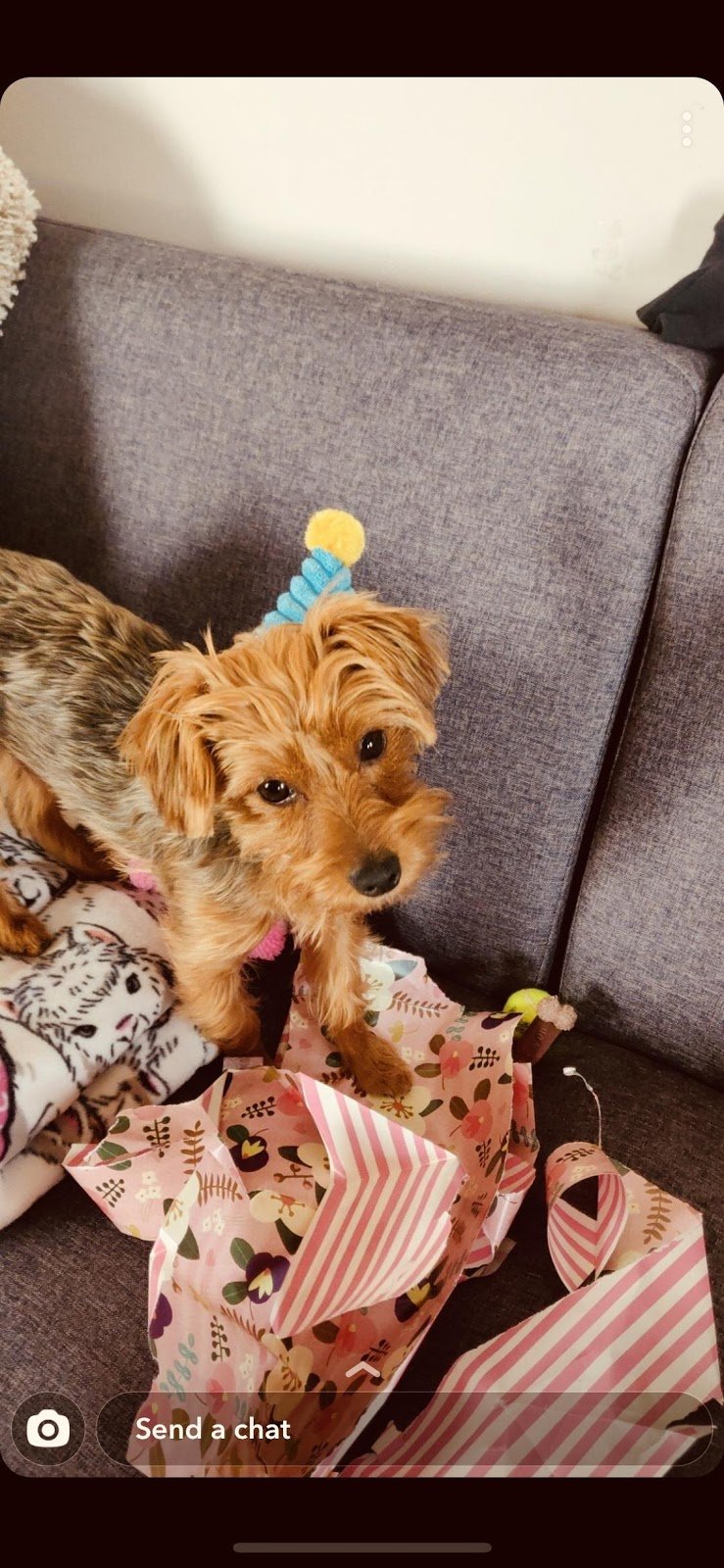 photo of author\'s dog