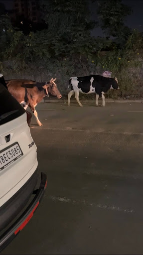 cows walking on street