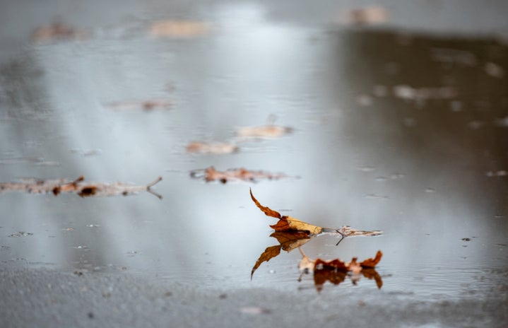 Fall leaves in a rain puddle