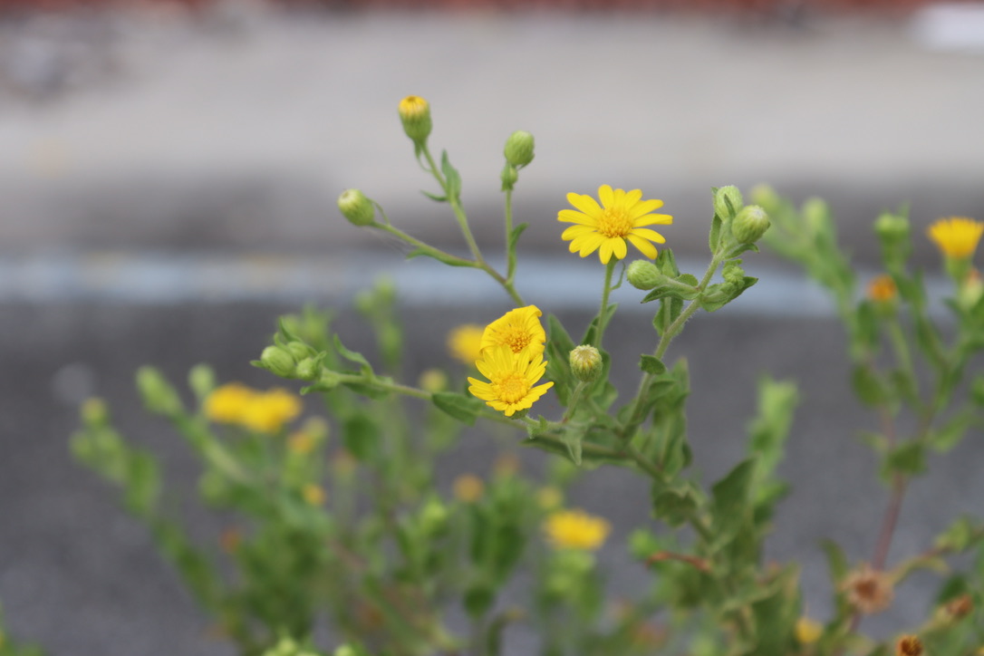 0940d0b165264329a6db4a2a0864134f 1 105 cjpegjpg by Anna Tam