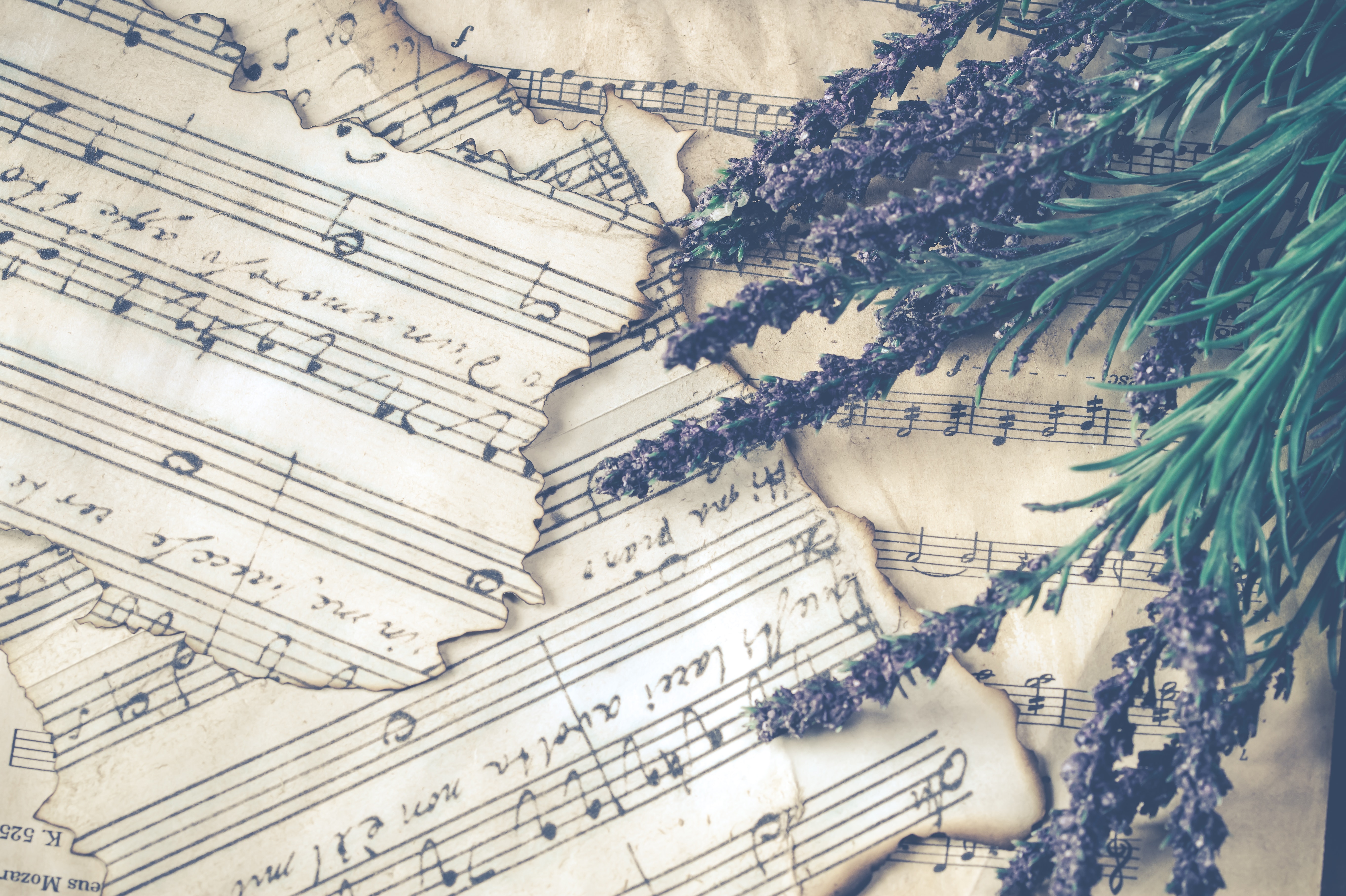 Vintage sheet music with lavender