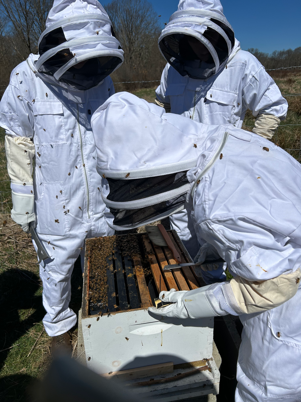Photo of UConn Beekeeping members examining a new hive.