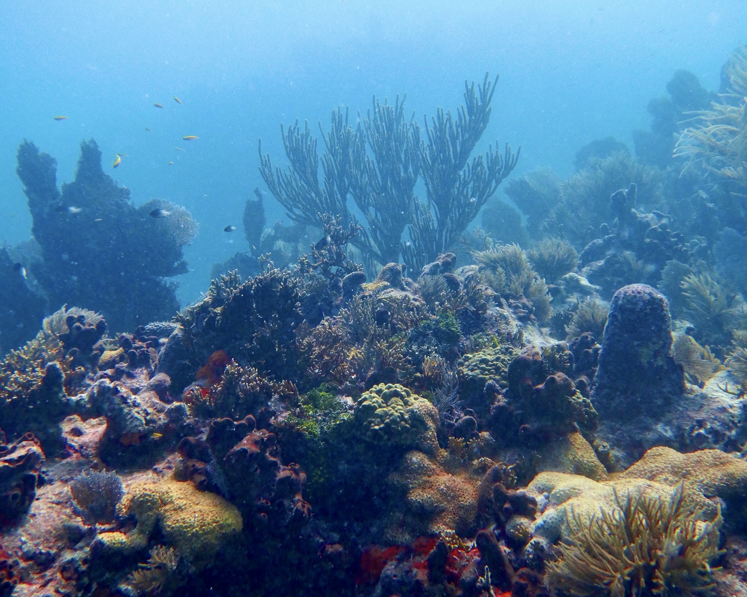 Landscape oriented photo of a coral reef. Taken in Key Largo, FL.