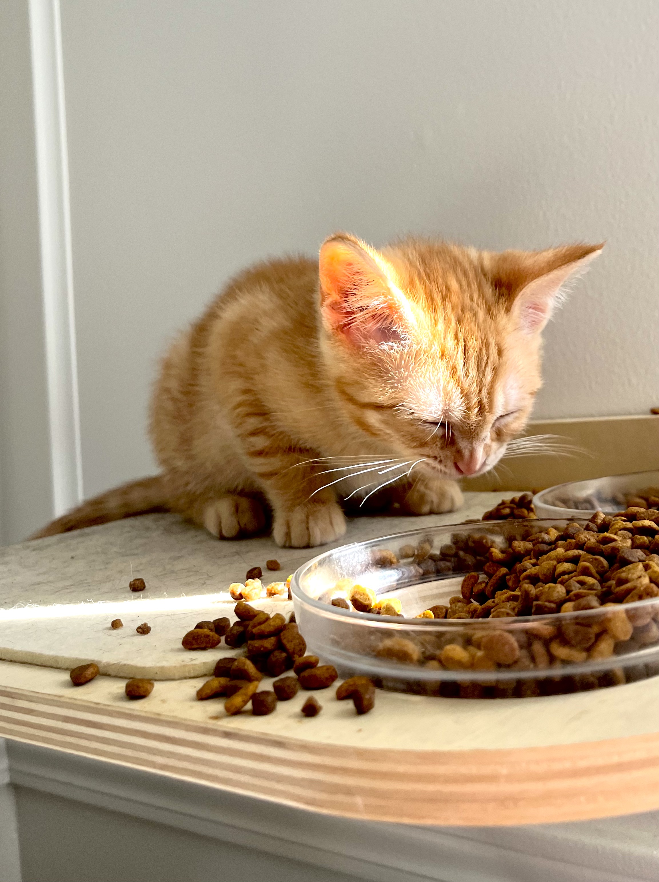 A kitten eating cat food out of a bowl next to a window