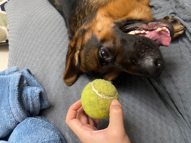 German Shepard dog playing with tennis ball