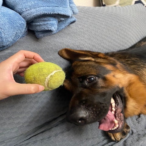 German Shepard dog playing with tennis ball