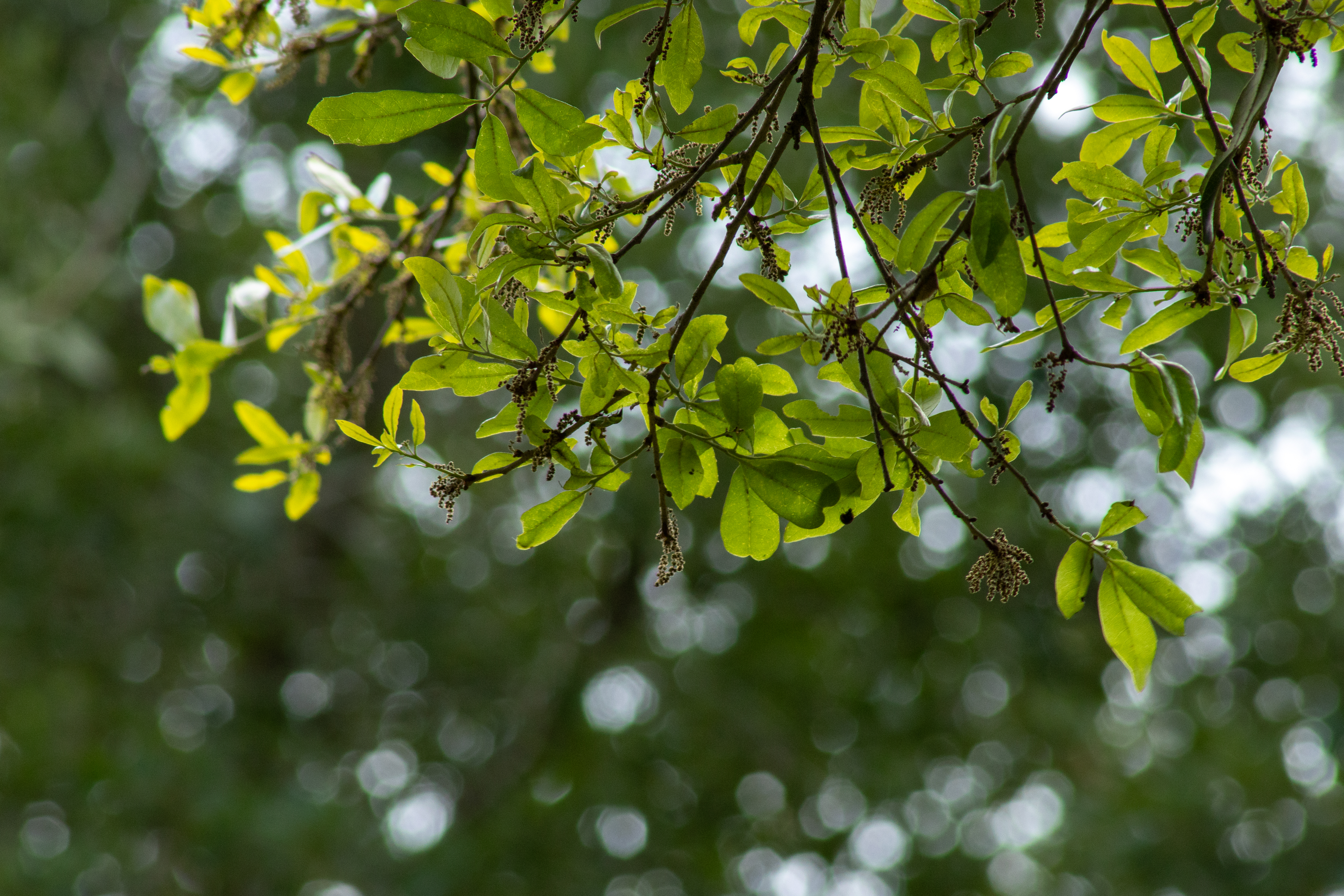 Tree branch with pollen on UCF campus.