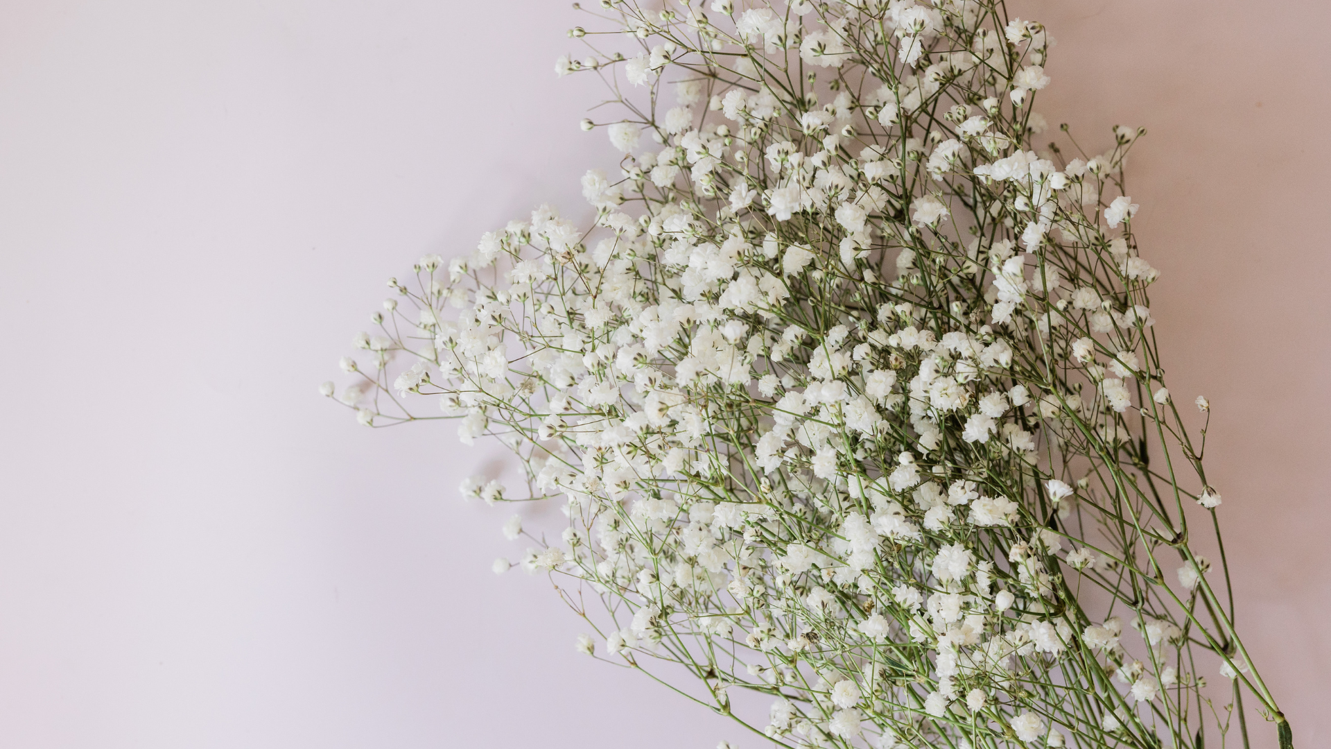 Baby\'s Breath flowers
