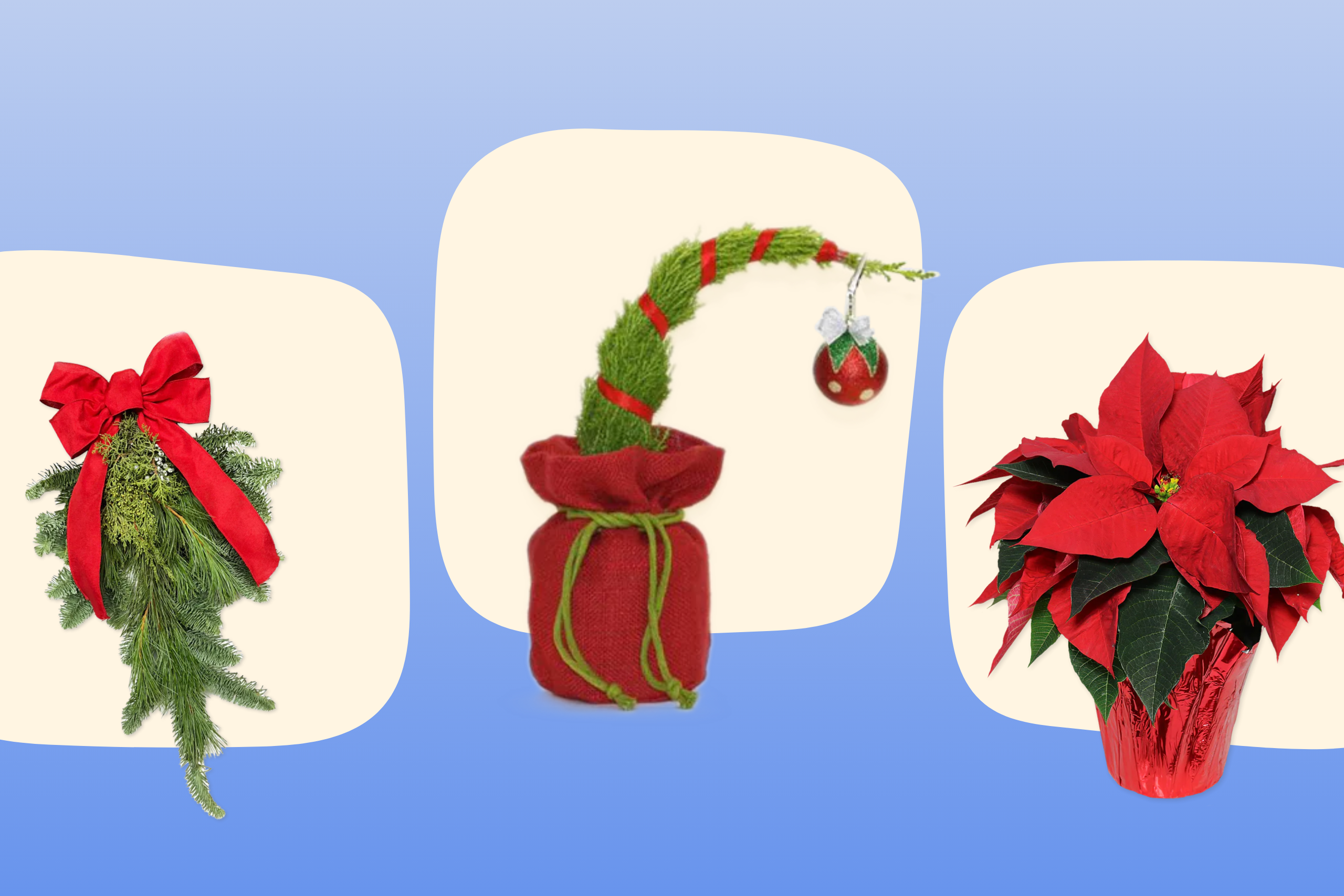 trader joes holiday plants 2024