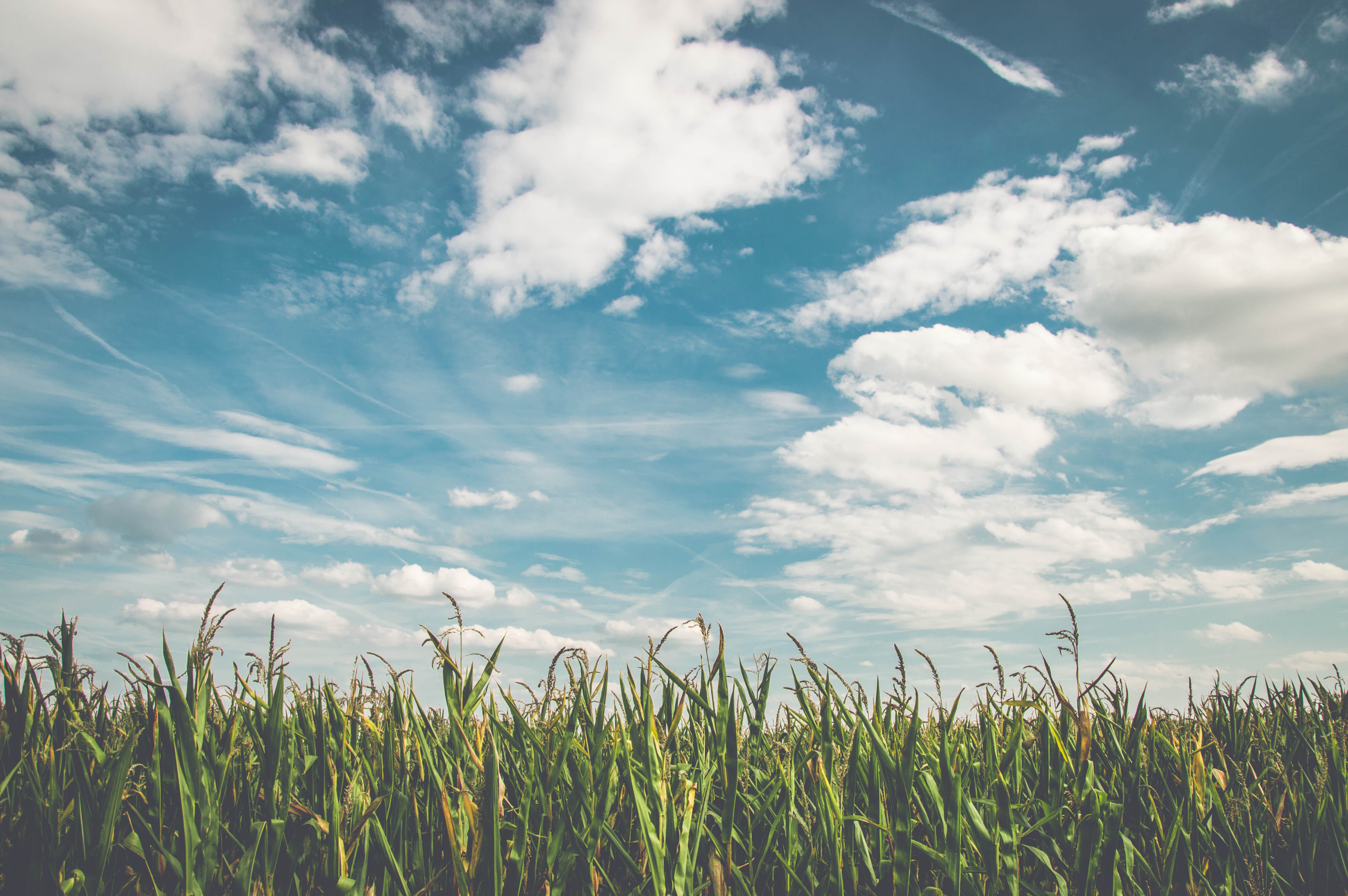 green corn field with blue sky and white clouds