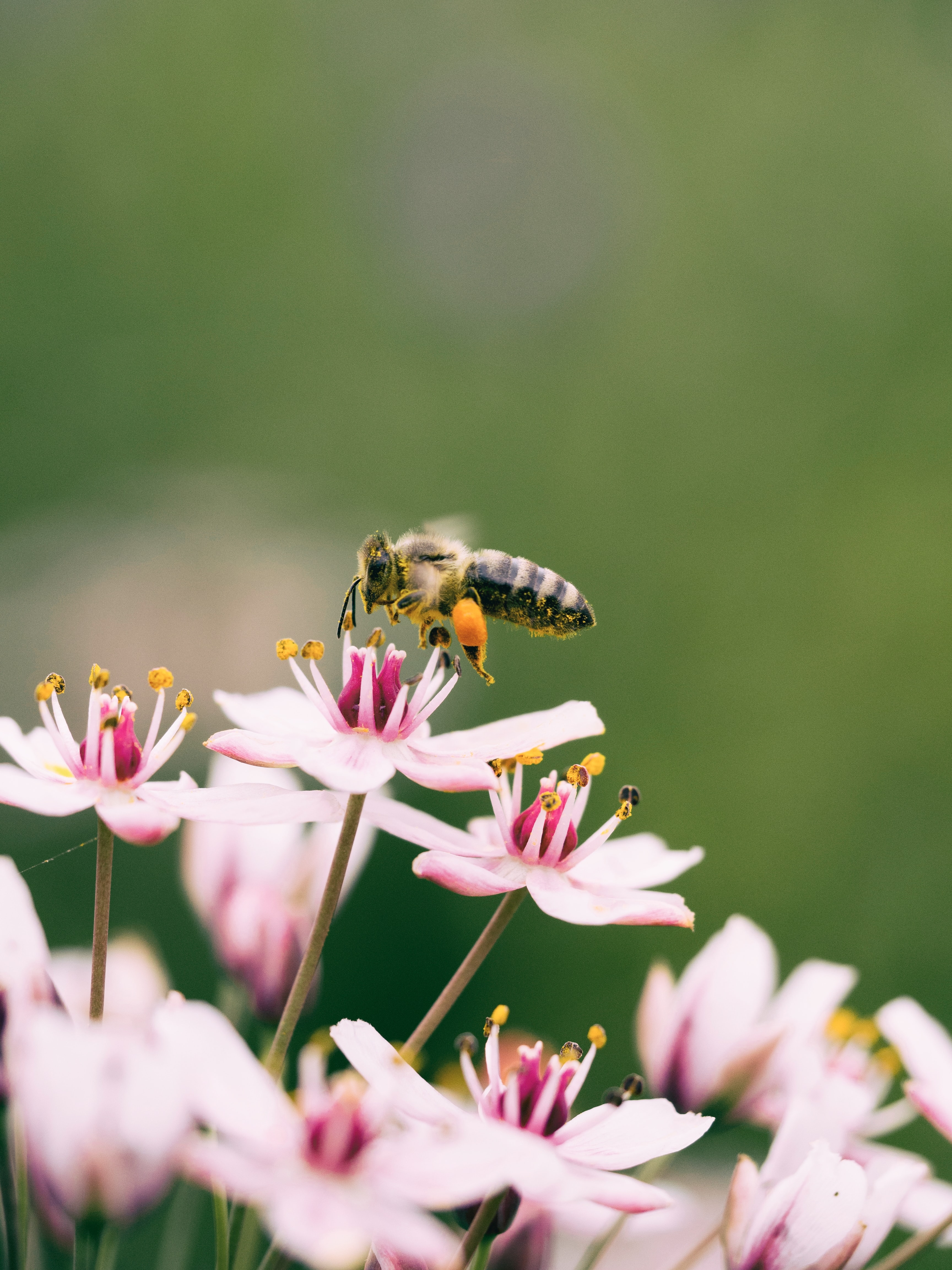 Bees pollinating pink-white flowers against a green background.