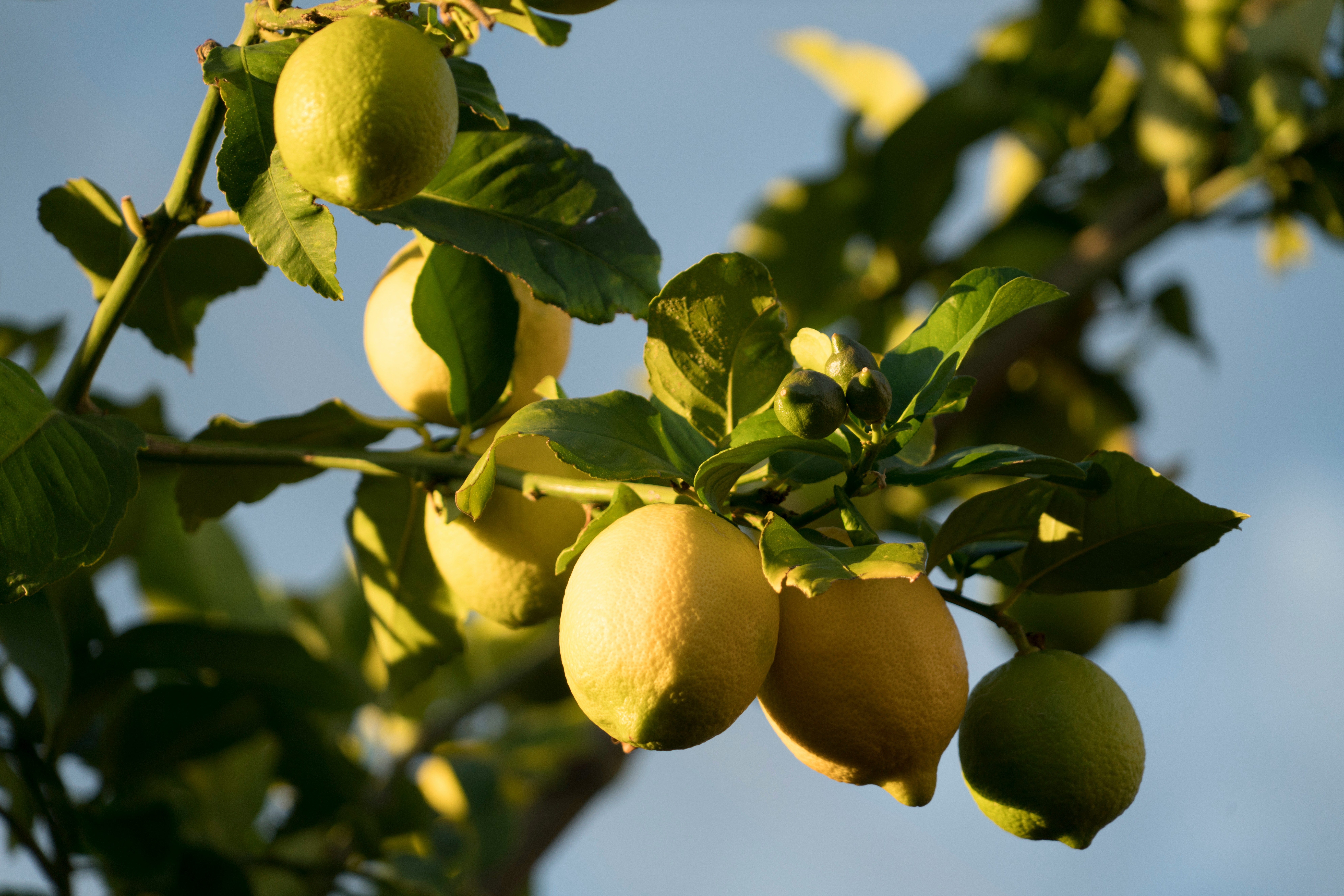 Lemons on a tree