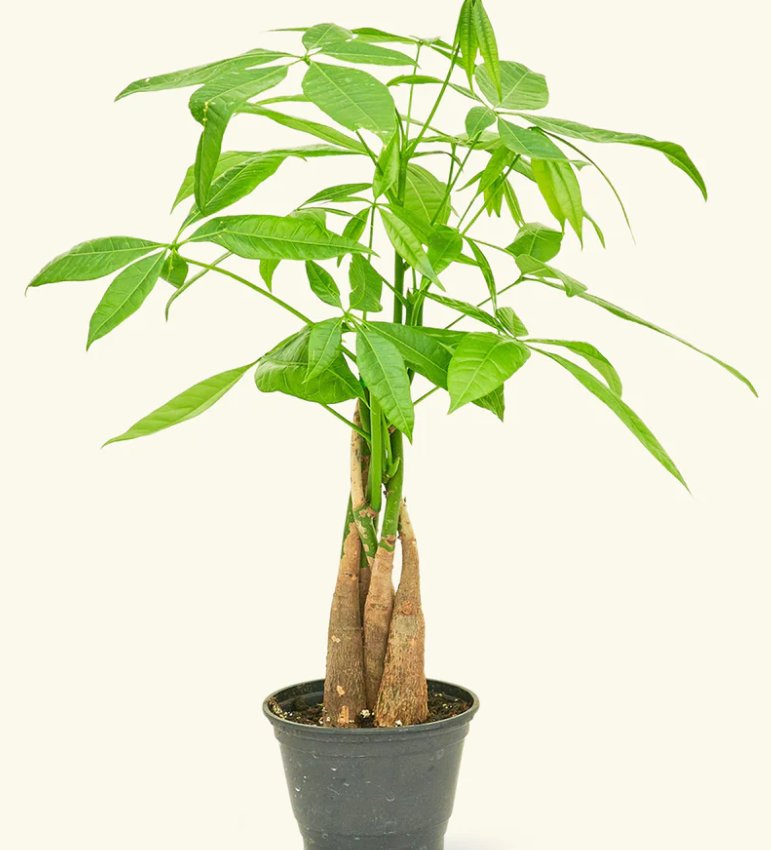 Money tree grad gift?width=1024&height=1024&fit=cover&auto=webp&dpr=4
