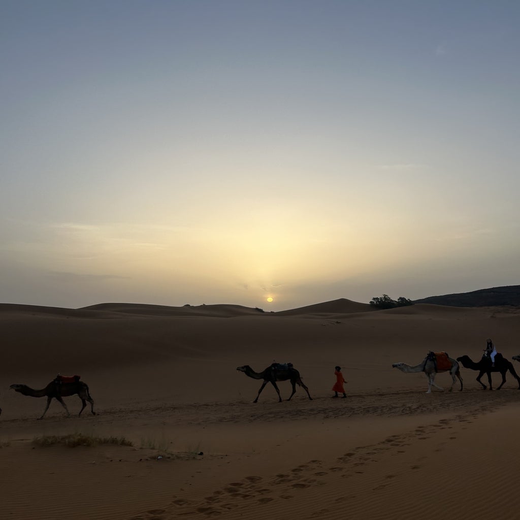 Camels walking through the Sahara Desert in Morocco during sunrise.