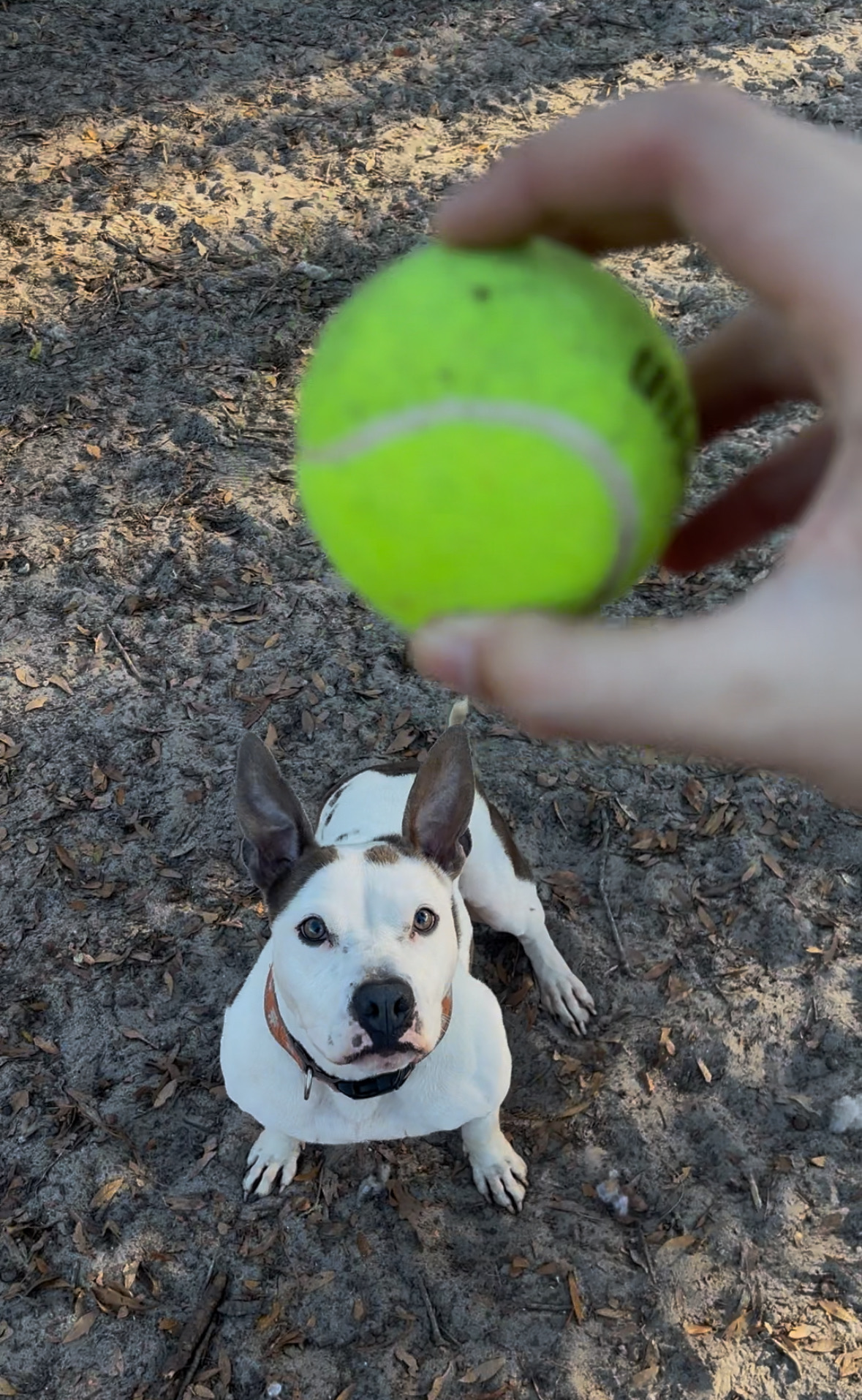 Brown and white dog with tennis ball in foreground