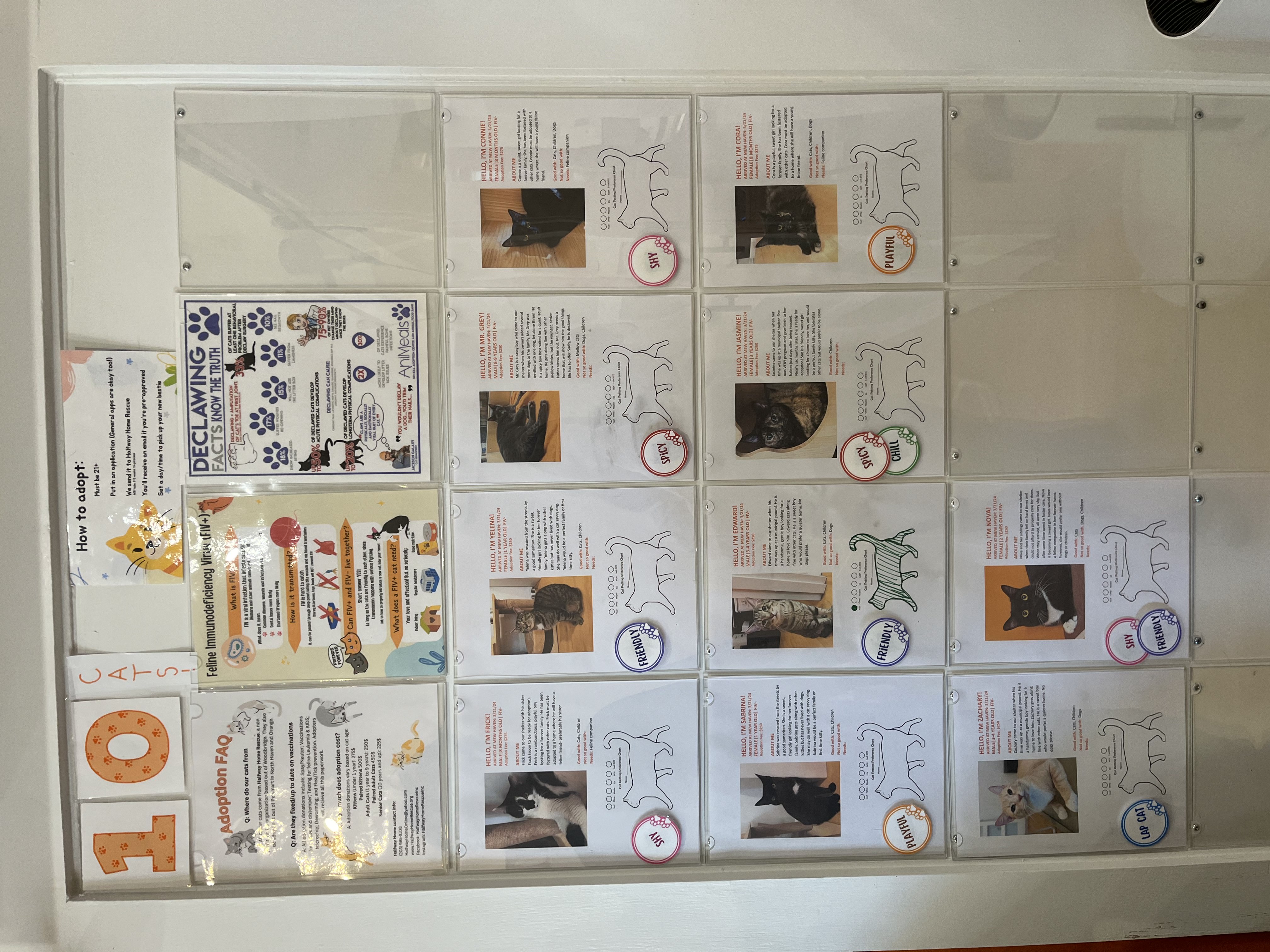 Cat biographies at cat cafe