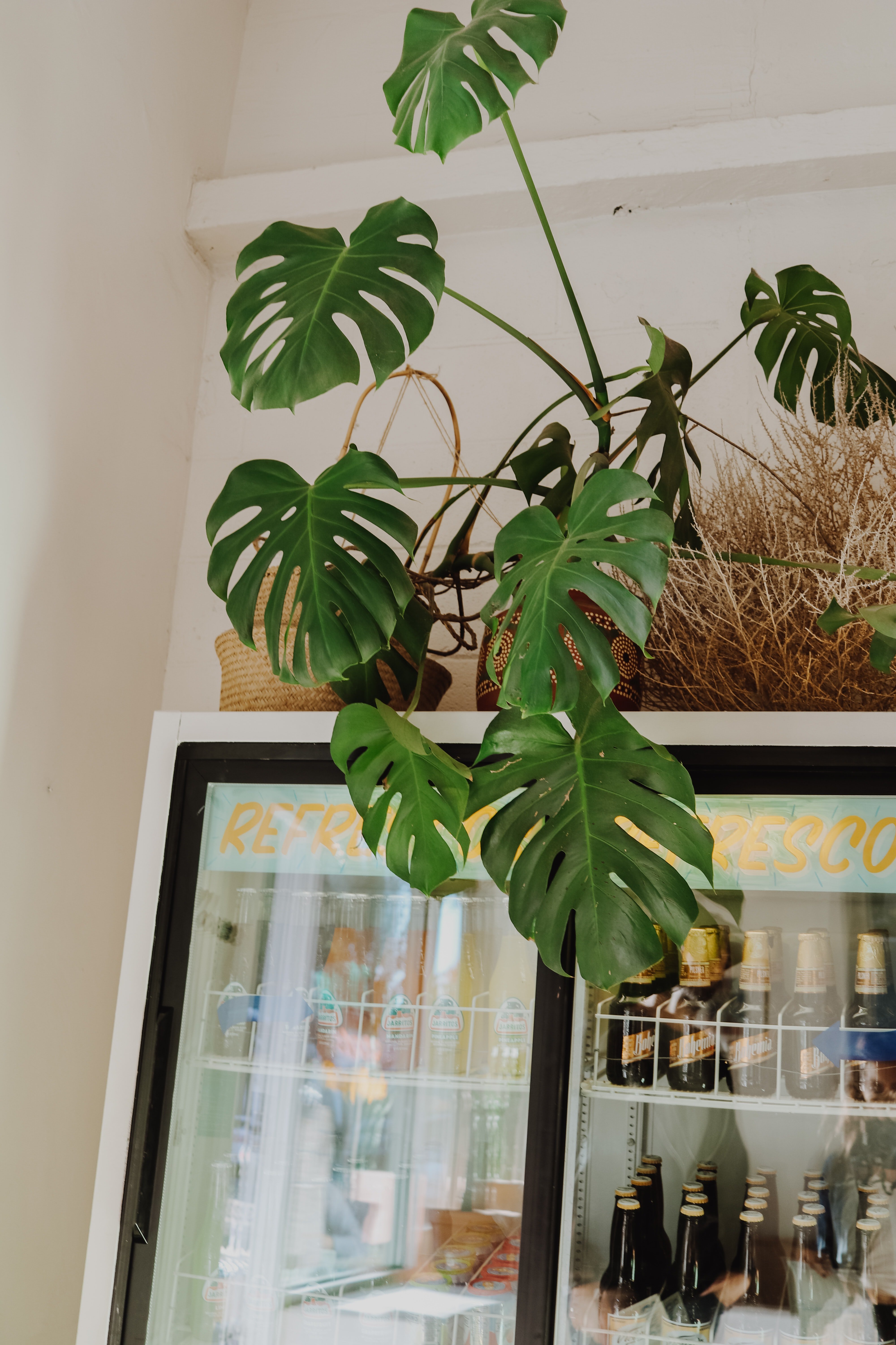 Monstera plant on top of soda machine